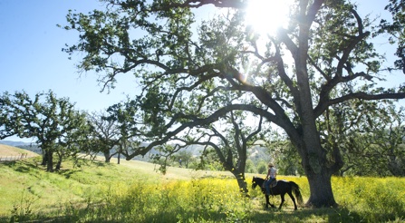 Alisal Guest Ranch and Resort